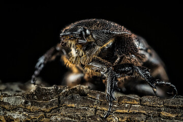Fotografia macro de un pequeño escarabajo 