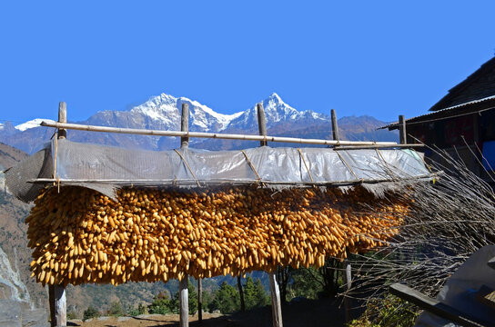 Nepali traditional corn cobe store with beautiful annapurna himalaya in the background.