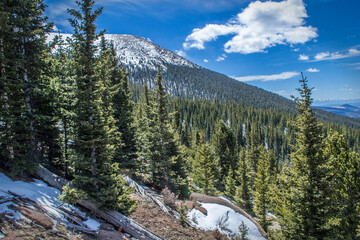 A healthy green forest of lodgepole pine trees cover a mountain snow topped mountain in a...
