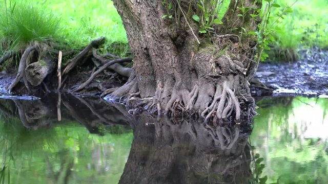 Bare roots of a tree standing in water of the river Briese with reflections on the water surface