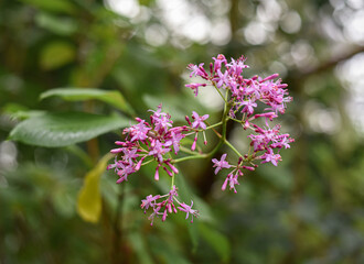 tree or shrub with purple flowers in a greenhouse in the Botanical Garden of Moscow University 