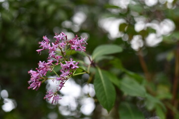 tree or shrub with purple flowers in a greenhouse in the Botanical Garden of Moscow University "Pharmacy Garden" or "Aptekarskyi ogorod".