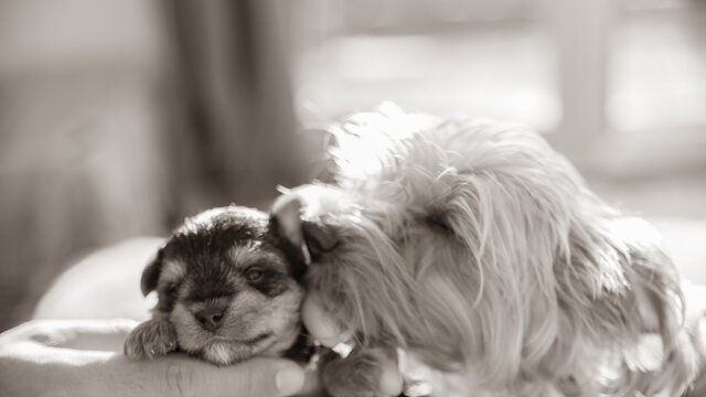 Adorable scene of life of a mamn yorkshire terrier dog trying to groom the viasage of his puppy, in sepia