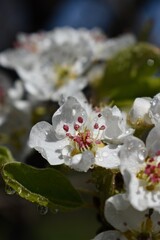 Pear blossom covered in raindrops after rain