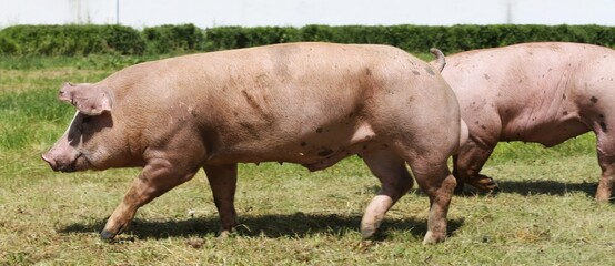 Domestic pigs breeding on a rural animal farm