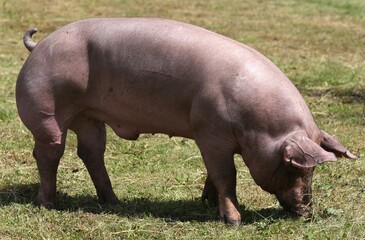 Domestic pigs breeding on a rural animal farm