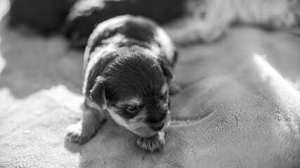 
Young two week old puppy, exploring the world, black and white