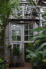 large palm leaves Raffia palms and Metroxylon in a greenhouse in the Botanical Garden of Moscow University "Pharmacy Garden" or "Aptekarskyi ogorod" wooden glass doors