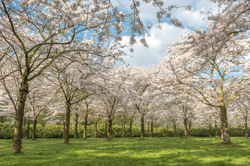 Fototapeta na wymiar cherry blossom park in Amsterdam
