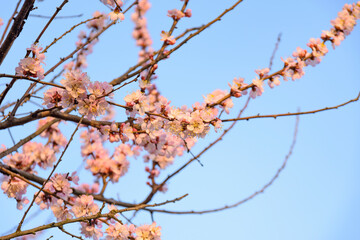 Apricot tree blooming, Krasnodar territory, Russia.
