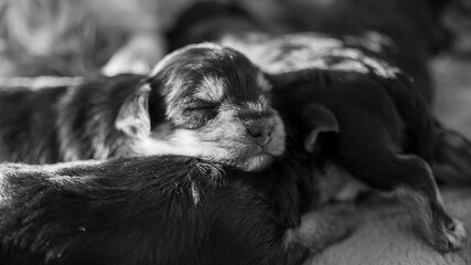 
Young puppy, two weeks old, Yorkshire terrier, sleeping on his brother, black and white