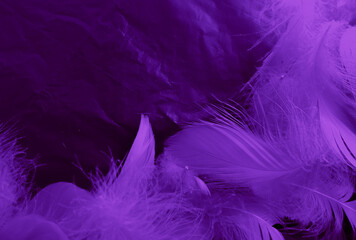 Beautiful abstract white and purple feathers on black background and soft white feather texture on white pattern and purple background, feather pink background, purple banners