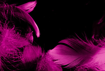 Beautiful abstract white and pink feathers on black background and soft white feather texture on...