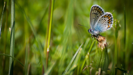Polyommatus icarus is a butterfly in the family Lycaenidae. female