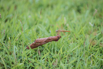 Dragonflies perching on leaves on the grass