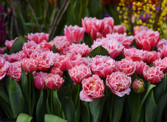 Fresh Blooming Tulip Brest Fringed Terry and Matchpoint Tulips in Botanical Garden of Moscow...