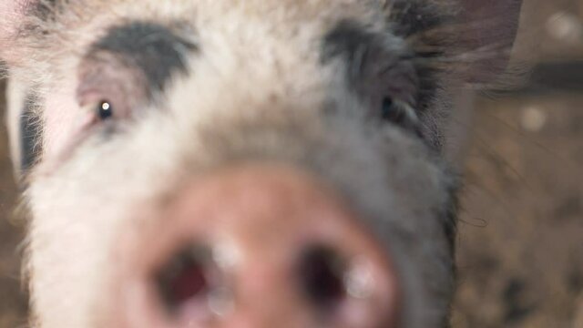Funny, curious domestic pigs run around in the barnyard, digging manure with their nose, looking for food. Family business, agricultural farm.