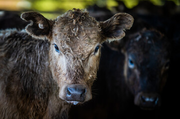 Beef cows and calves grazing on grass in south west victoria, Australia. eating hay and silage....