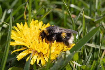 Hummelkönigin auf einer Löwenzahnblüte
