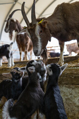 Fototapeta premium Mutterziege sucht ihren Nachwuchs im Stall