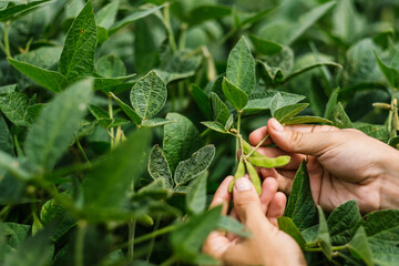 Green Soy, Agriculture Soy, Soy, Soja Verde, Plantação de Soja, Soja, folha de soja, soy leaf, hand soy, mão na soja