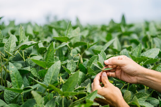 Green Soy, Agriculture Soy, Soy, Soja Verde, Planta&ccedil;&atilde;o de Soja, Soja, folha de soja, soy leaf, hand soy, m&atilde;o na soja