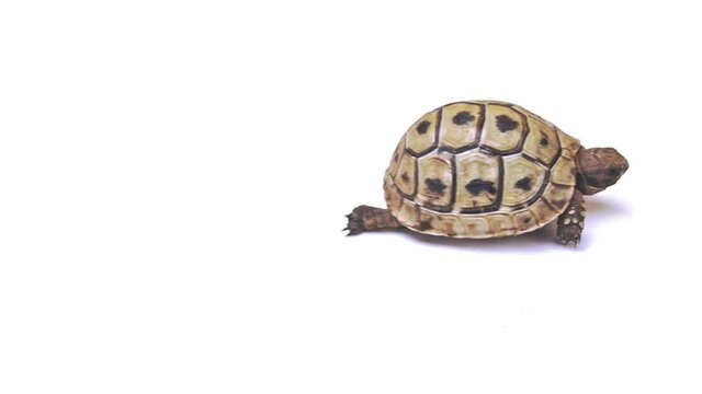 Small turtle walks on a white background close up 4k