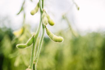 Green Soy, Agriculture Soy, Soy, Soja Verde, Plantação de Soja, Soja, folha de soja, soy leaf