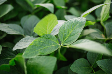 Fototapeta na wymiar Green Soy, Agriculture Soy, Soy, Soja Verde, Plantação de Soja, Soja, folha de soja, soy leaf