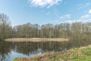 the Amsterdam forest