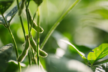 Green Soy, Agriculture Soy, Soy, Soja Verde, Plantação de Soja, Soja, folha de soja, soy leaf