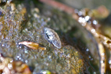 Planarian on rock