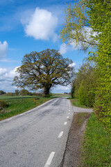 Fototapeta na wymiar A big oak tree stands next to a rural road during springtime in southern Sweden