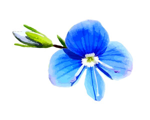 Veronica chamaedrys flower isolated on white background. Blue and green bloom and flower bud. Vector illustration. 