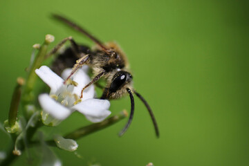 Bee collecting nectar