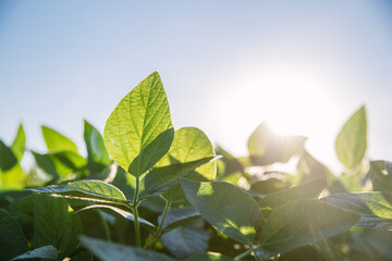 Green Soy, Agriculture Soy, Soy, Soja Verde, Plantação de Soja, Soja, folha de soja, soy leaf