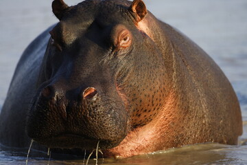 Hippo Faceoff