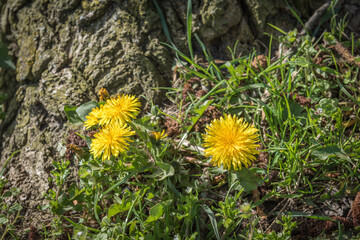 yellow Common Dandelion