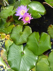 lotus flowers surrounded by green leaves