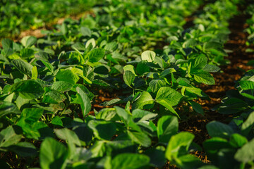Green Soy, Agriculture Soy, Soy, Soja Verde, Plantação de Soja, Soja, folha de soja, soy leaf