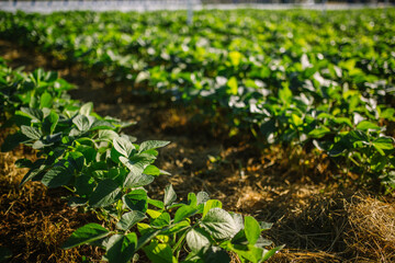 Green Soy, Agriculture Soy, Soy, Soja Verde, Plantação de Soja, Soja, folha de soja, soy leaf