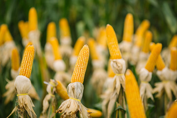 corn on the cob, corn yellow, milho amarelo, plantação de milho, milho na espiga, espiga de milho