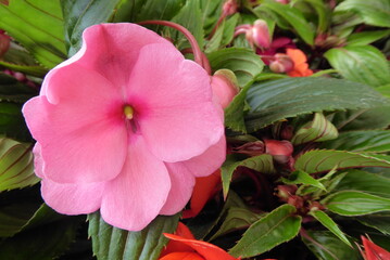 pink balsam flower