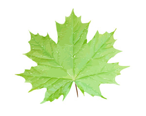 Green maple leaf isolated on white background. Illustration.