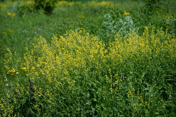 green grass with yellow flowers