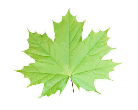 Green maple leaf isolated on white background. Illustration.
