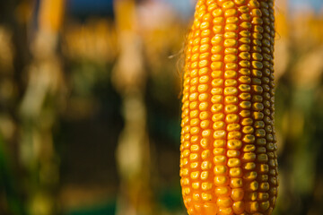corn on the cob, corn yellow, milho amarelo, planta&ccedil;&atilde;o de milho, milho na espiga, espiga de milho