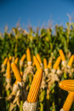 corn on the cob, corn yellow, milho amarelo, planta&ccedil;&atilde;o de milho, milho na espiga, espiga de milho