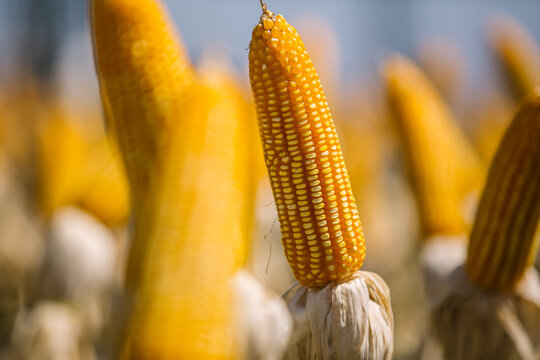 corn on the cob, corn yellow, milho amarelo, planta&ccedil;&atilde;o de milho, milho na espiga, espiga de milho