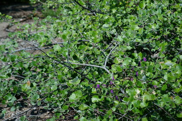 Fototapeta premium Green leaves close-up.